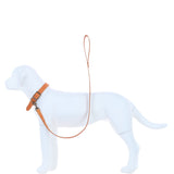 Ashwood Leather Exquisite Dog Collar in Orange: k9-c07