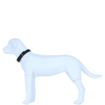 Genuine Leather Collar with Brass Hardware & Adjustable Buckle Fastening in Black: K9-C12